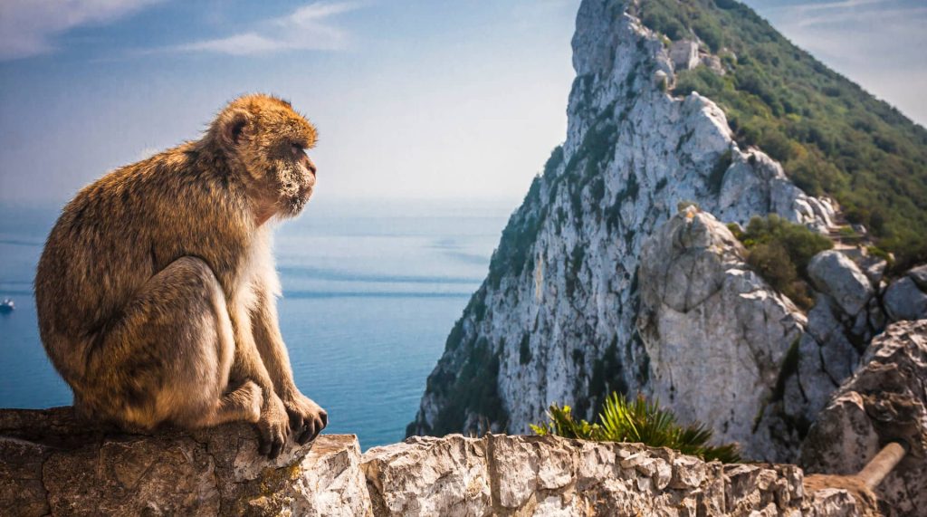 Gibraltar Upper Rock Nature Reserve by naturereserve.gi