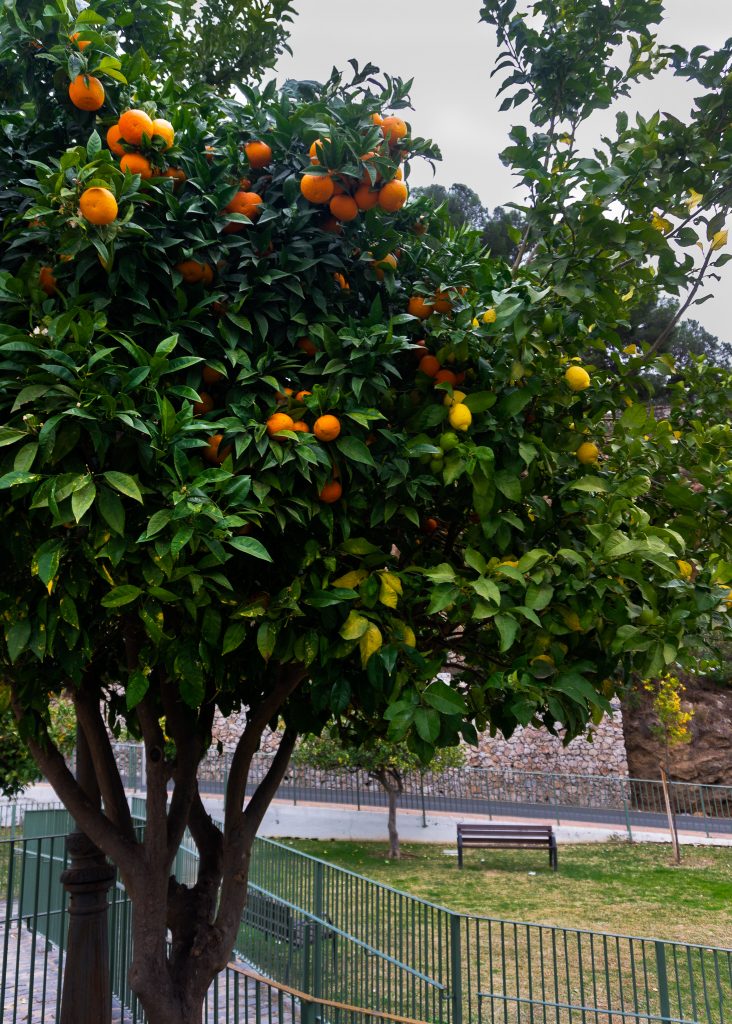 Lemon and orange tree