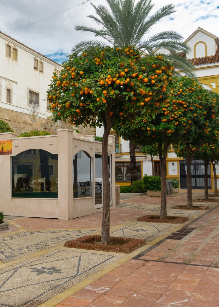 Fun facts about Spain - orange trees everywhere