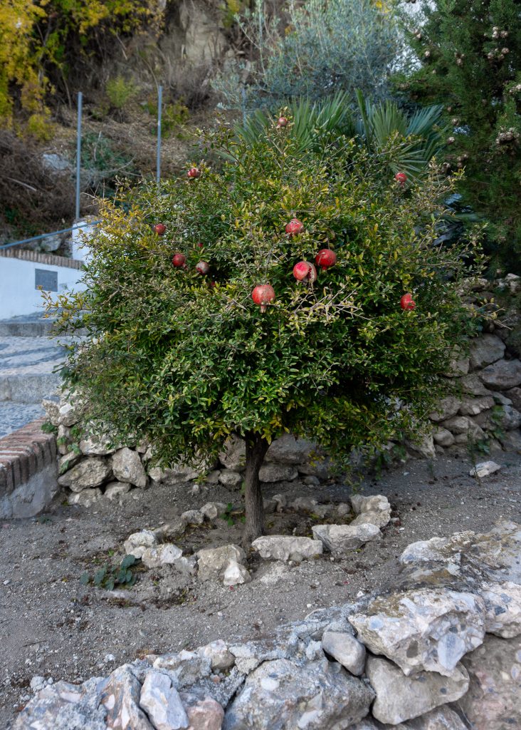 Fun facts about Spain - Pomegranate tree in the middle of the street