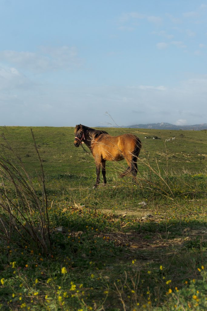 Things to do in Tarifa - Horse riding