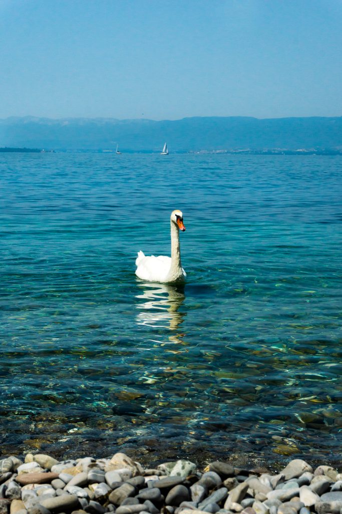 Thonon-Les-Bains white swan on Lake Geneva Lac Leman