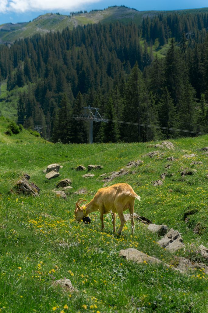 Best places to visit in Haute-Savoie in France - Les Lindarets Goats Village