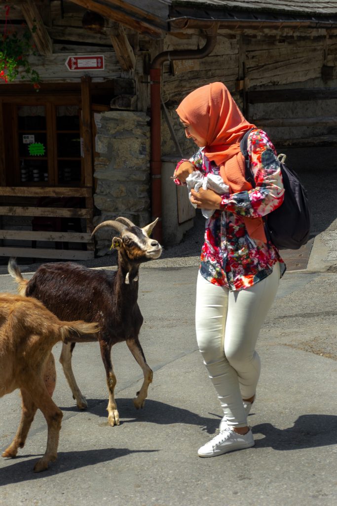 Goats in Les Lindarets village in Haute-Savoie FranceÂ 