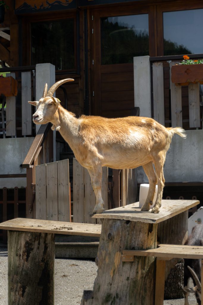 Best places to visit in Haute-Savoie in France - Les Lindarets Goats Village