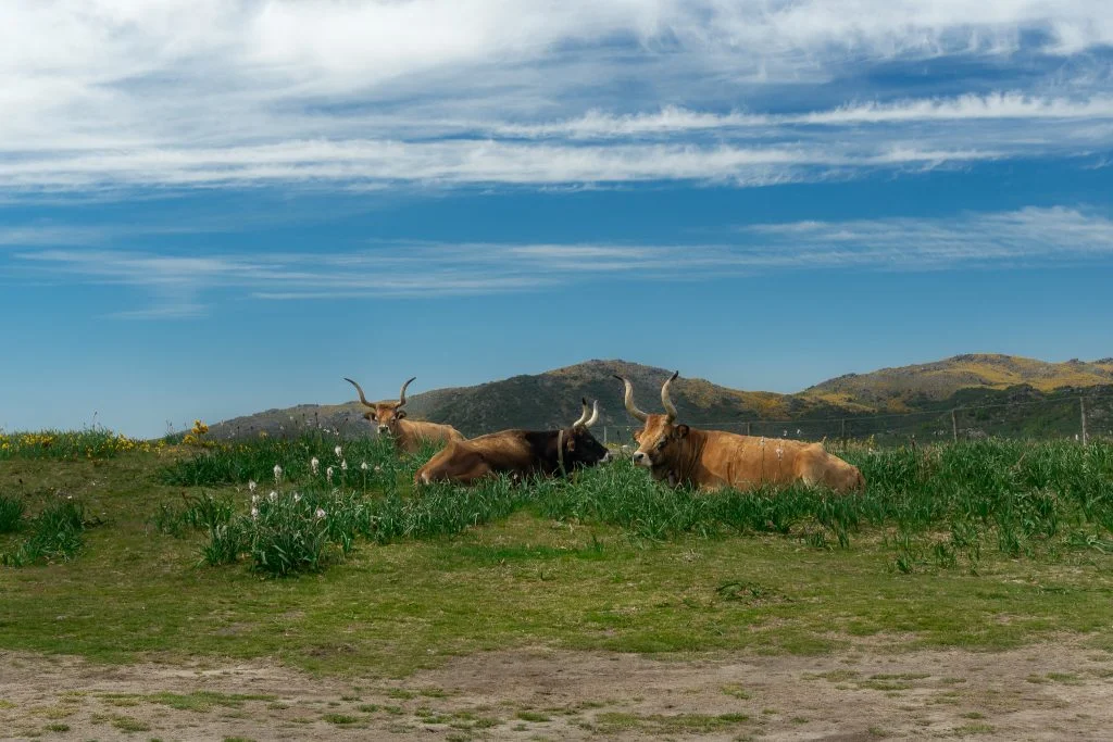 Cachena Cows in Places to see in Peneda-Geres National Park, Portugal