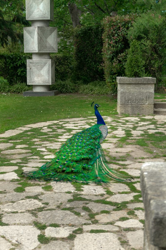 Gardens of Palacio de Cristal resident - peacock