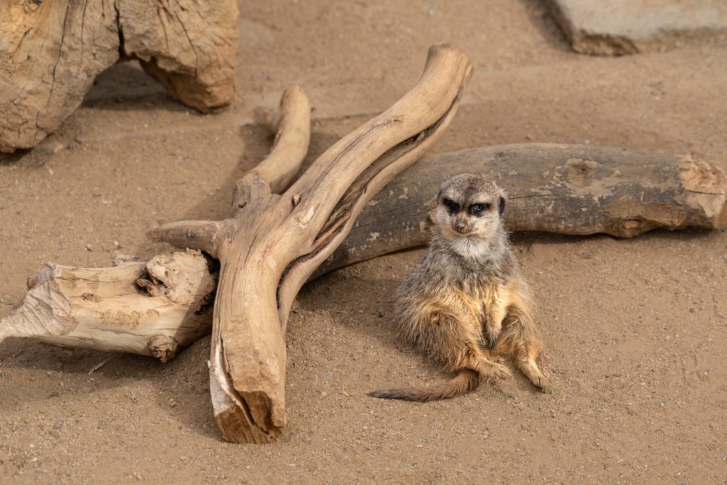 Meerkats in Oasys Minihollywood Zoological Reserve