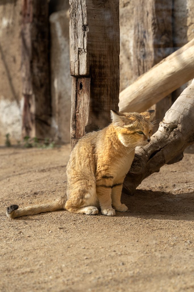 Sand cat in Oasys MiniHollywood Zoological Reserve