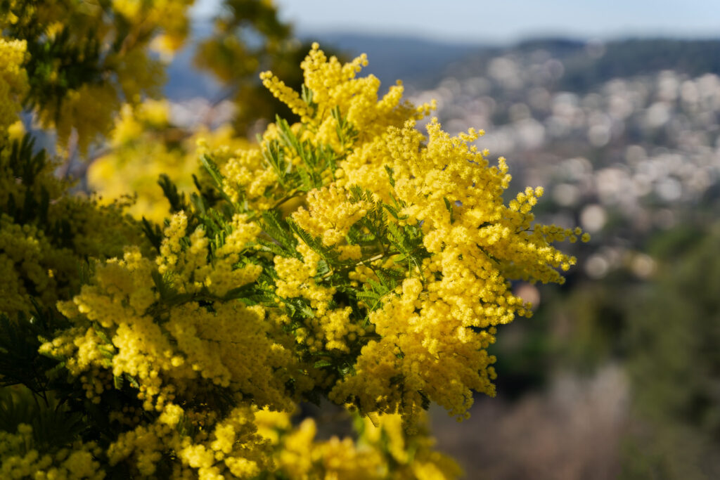 Beautiful yellow mimosa flower in South of France