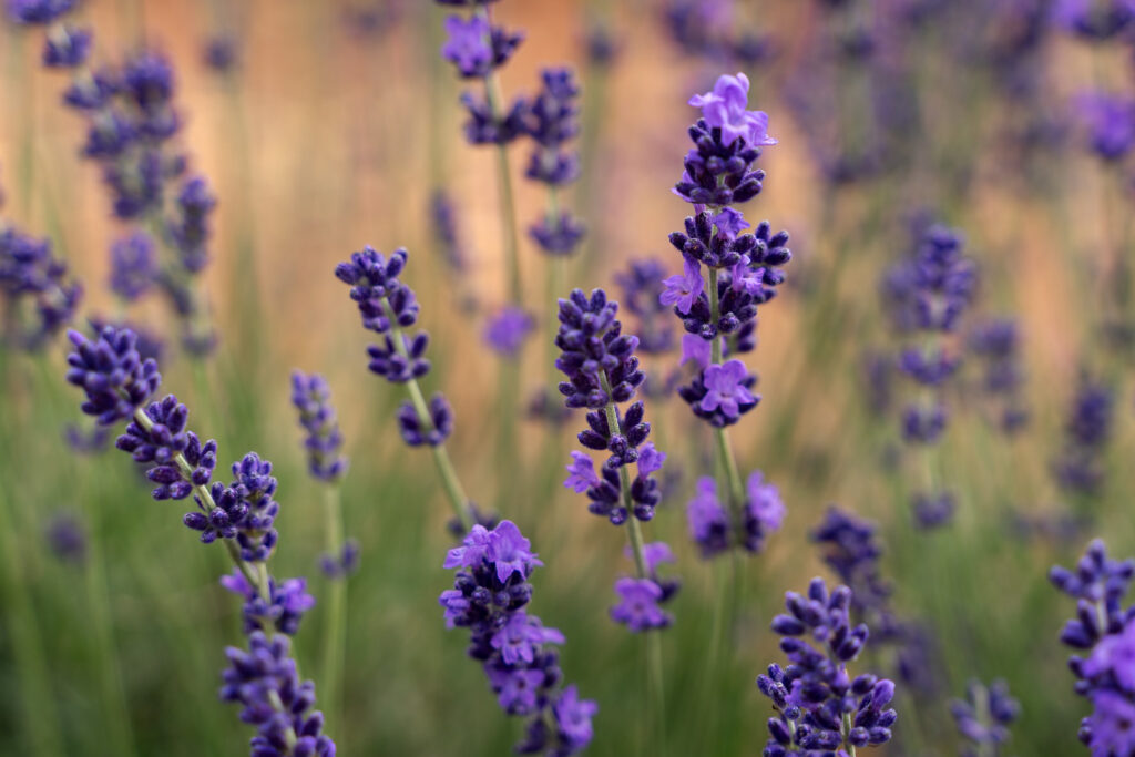 Beautiful Lavender fields of Valensole Provence