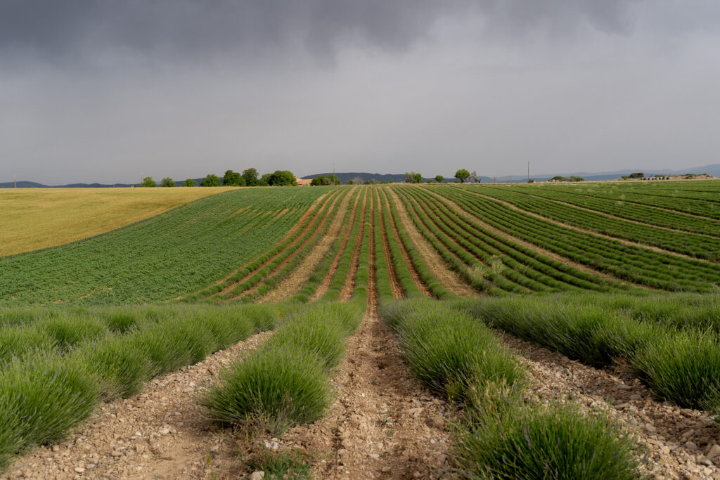 Guide To Lavender Fields Of Valensole