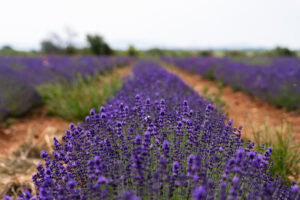 Guide To The Village & Lavender Fields Of Valensole