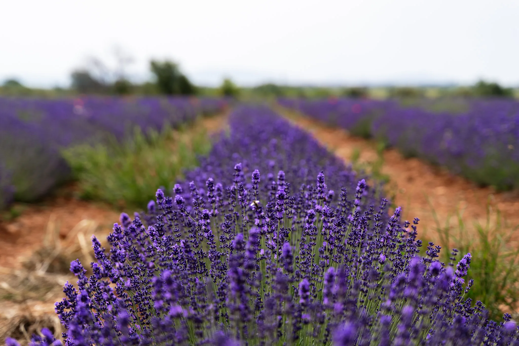 Guide To The Village and Lavender Fields Of Valensole