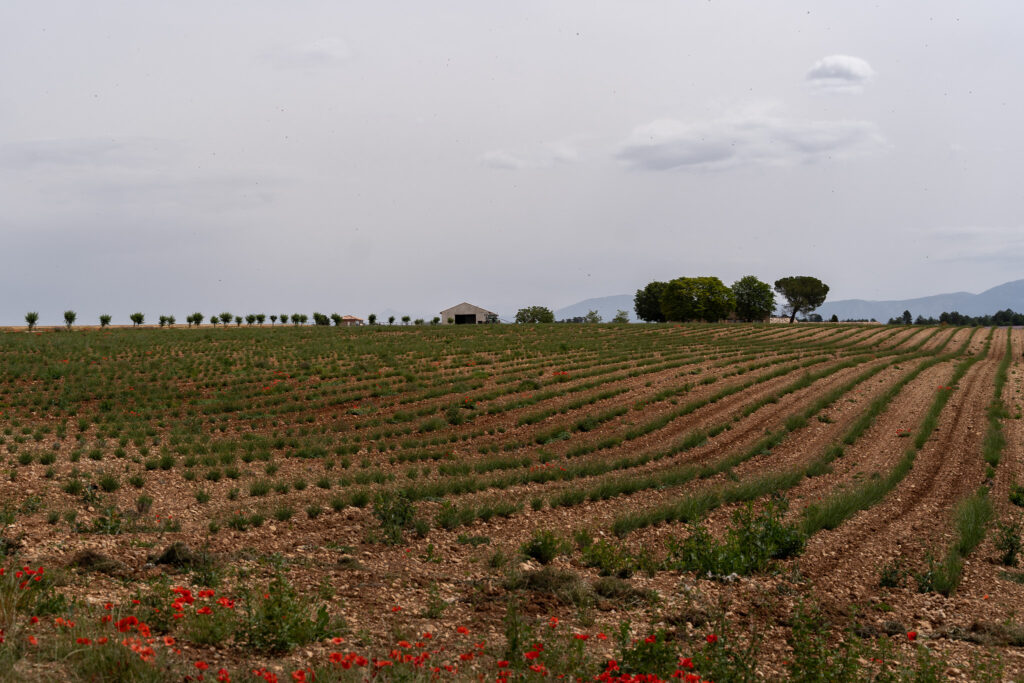 Lavender fields of Valensole France