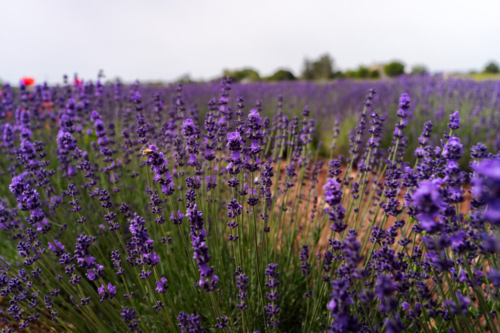 Lavender fields of Valensole Provence