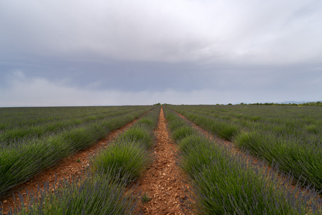 Valensole, Provence Guide to the Lavender Village