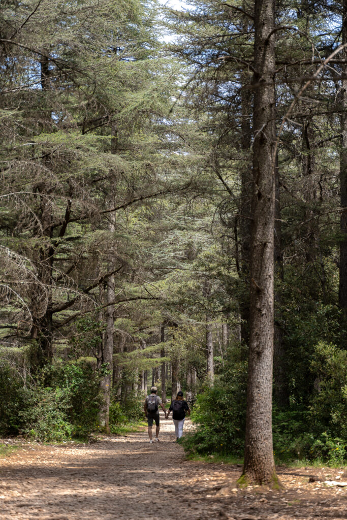 Walking in Cedar Forest in Bonnieux France