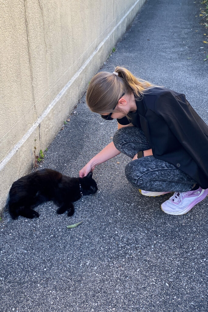 Meeting cute furry cat friends
