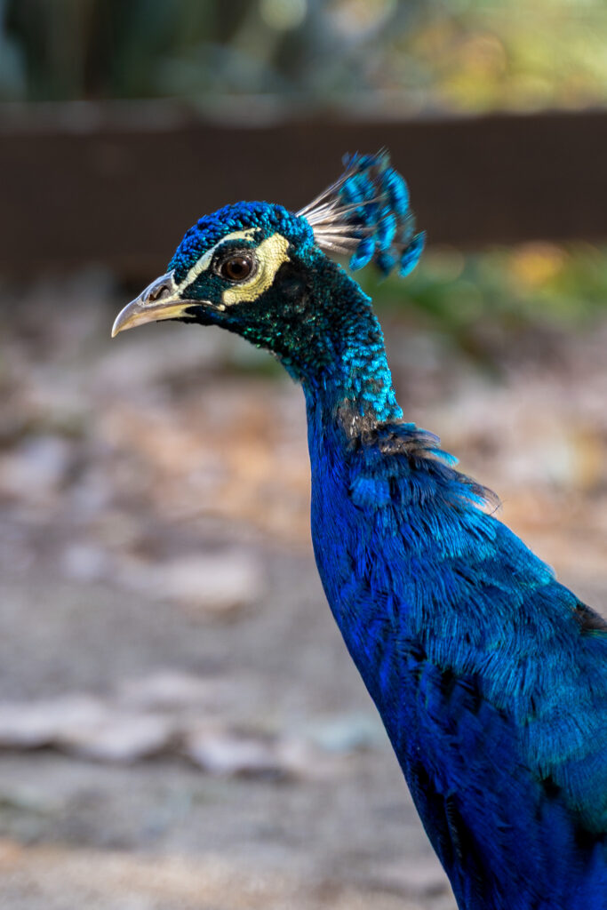 Peacock in Hyères Gardens