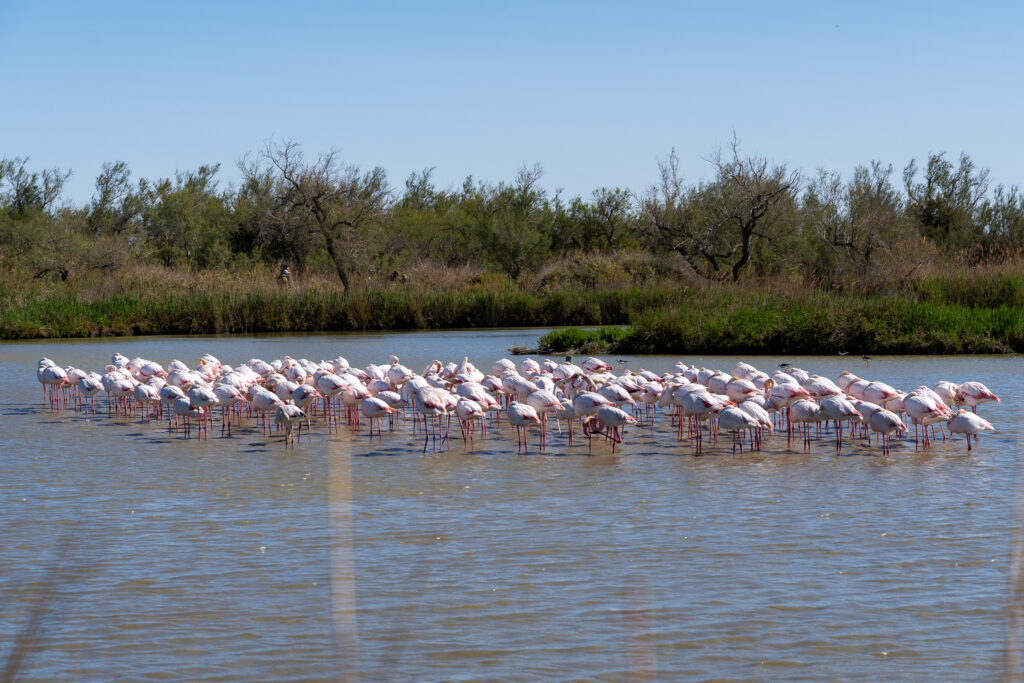 Best Day Trips From Arles - Camargue Nature Park