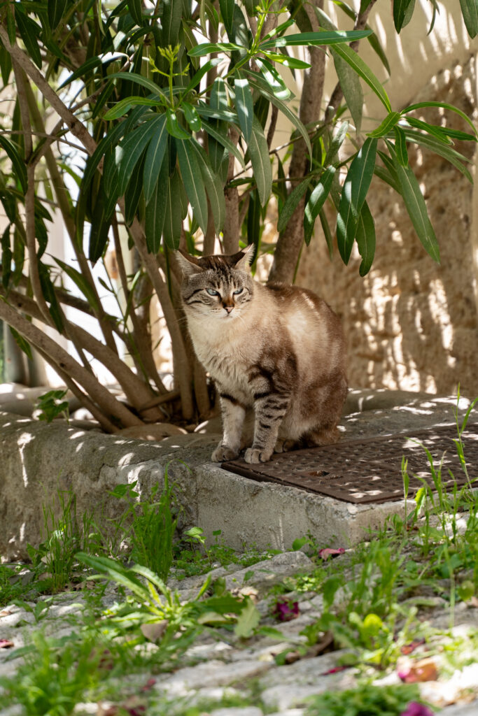 Cute Cat in Ansouis village in Provence