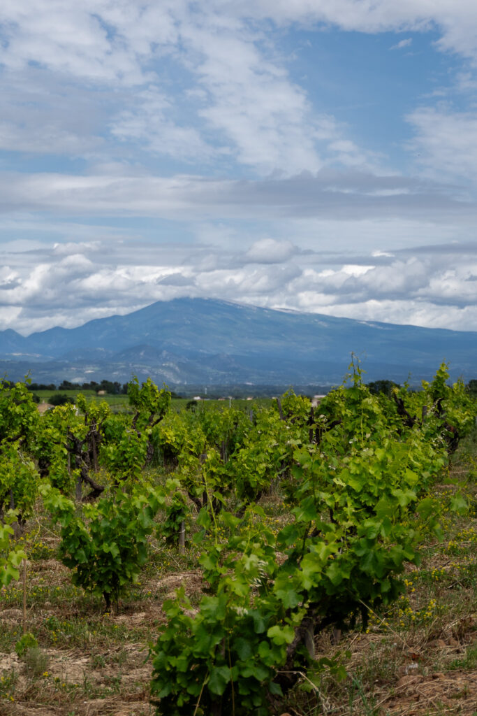 Vineyards in Châteauneuf-du-Pape