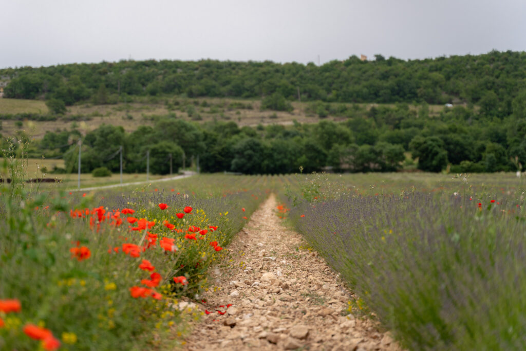 Lavender fields in Simiane-la-Rotonde France