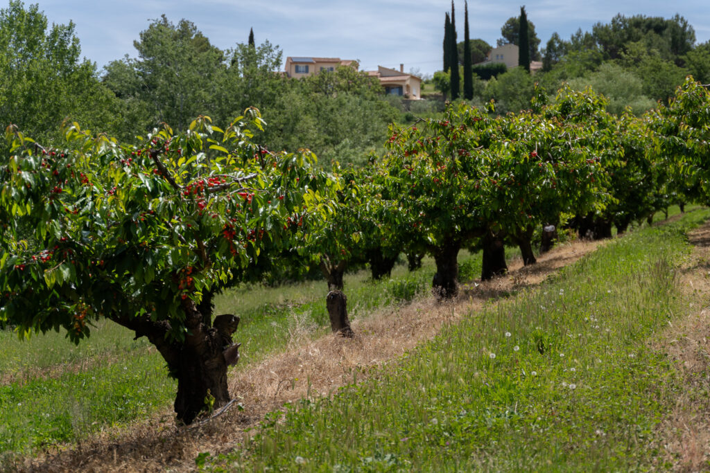 Venasque Cherries Provence