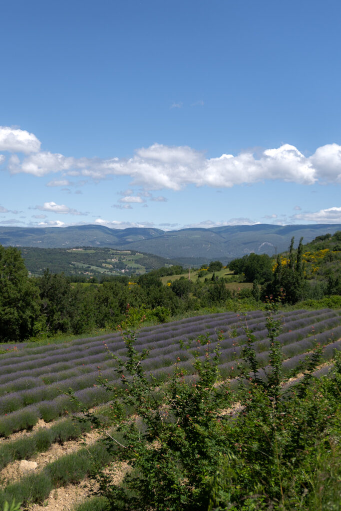 Lavender fields in Saignon France