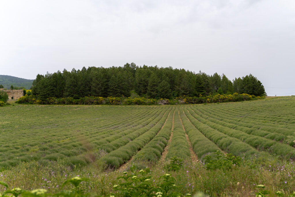 Sault Provence Travel Guide