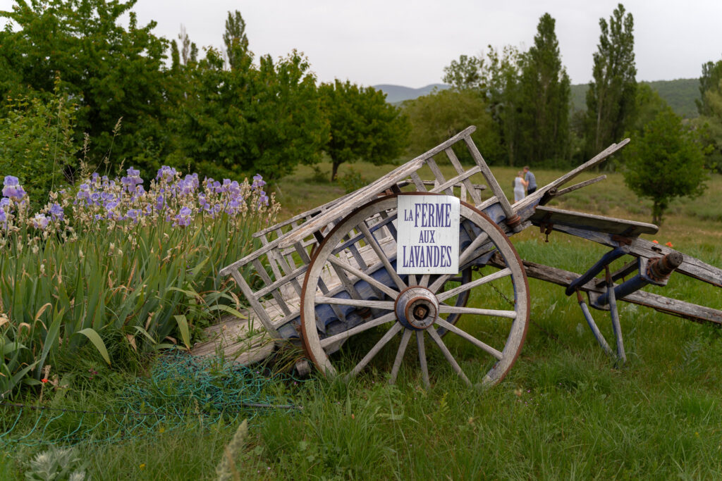 Things to do in Sault lavender village