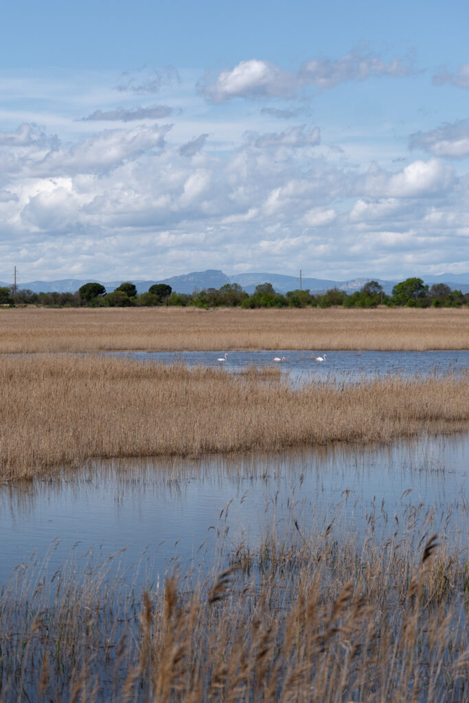 Camargue wetlands near Aigues Mortes