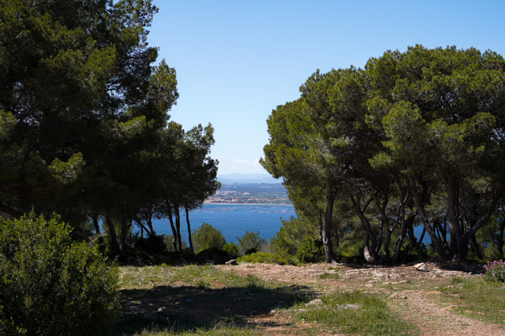 Sete France - Pierres Blanches Forest